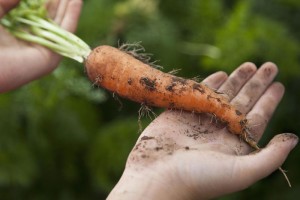 کاشت هویج با کمک بزرگ‌ترها