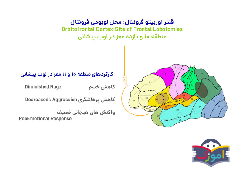 بررسی تأثیر کتاب‌های داستانی بر تقویت کارکردهای اجرایی مغز کودکان