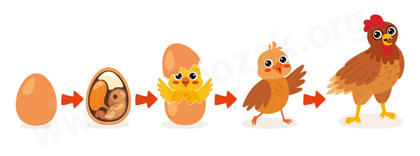 تبدیل تخم‌مرغ به مرغ