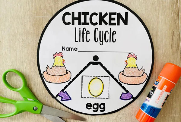  چرخه زندگی مرغ