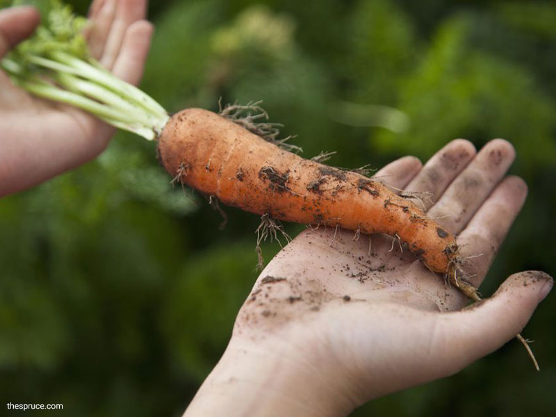 کاشت هویج با کمک بزرگ‌ترها