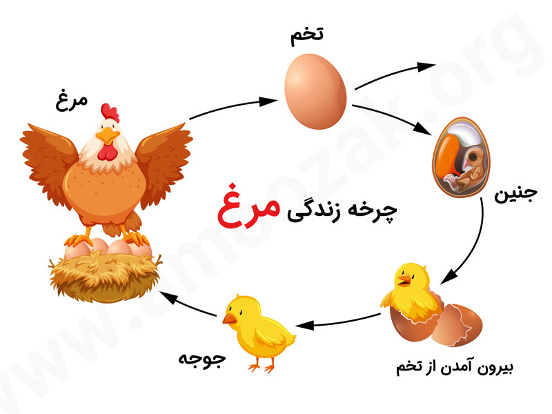 چرخه زندگی مرغ