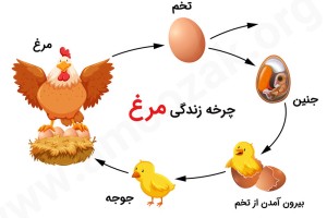 چرخه زندگی مرغ