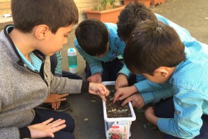 باغچه-مزرعه‌ای برای فضای مدرسه