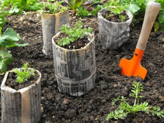 با کمک بزرگترها سبزی بکاریم